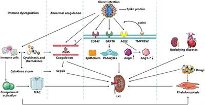 Pathogenesis of Acute Kidney Injury in Coronavirus Disease 2019